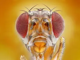 Drosophila hydei