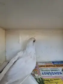 Prodám Rosela pestrá