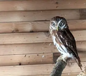 Kulíšek brazilský