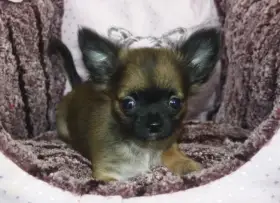 Čivava dlouhosrstá s PP