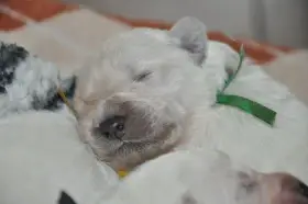 Slovenský čuvač - štěňata s PP