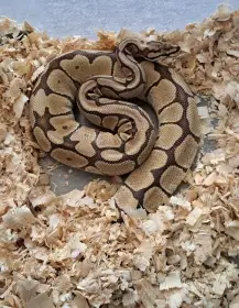 Samice phantom spider