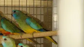 Neoféma Modrohlavá