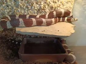 Lampropeltis California 0.1