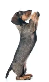 Jezevčík drsnosrstý Fenka, stáří 8 týdnů - ihned k odběru