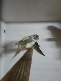 Kakariki modrá straka