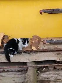 Kocourek černobílý