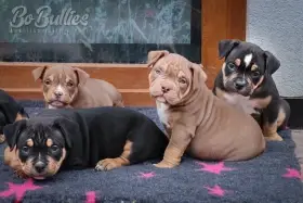 American bully pocket ABKC - luxusní pejskové