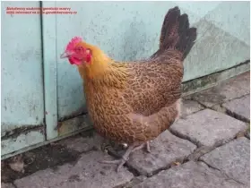 Česká zlatá kropenka - kuřice - Liberec - Benešov - Příbram