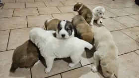 Stredoázijský pastiersky pes – šteniatka s PP z chovnej stanice Al-Azhar