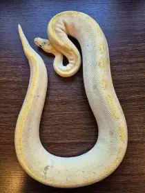 0.1 Champagne Lesser