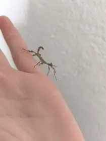 Strašilka australská