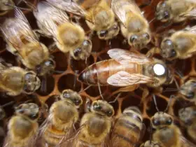 Včelí matky buckfast
