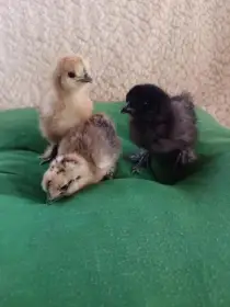 Hedvábničky - kuřátka