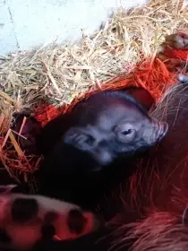 Nabízím selata Gottingenského prasete