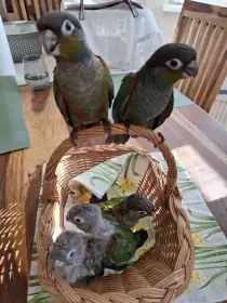 Ručně dokrmená mláďata pyrury červenobřichého