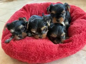 Jorkšírek k výběru a rezervaci