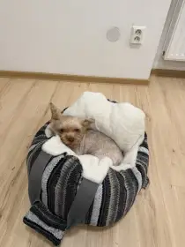 Pelisek autosedacka na cestovani