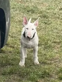 Bulteriér - 3 měsíční pejsek s PP