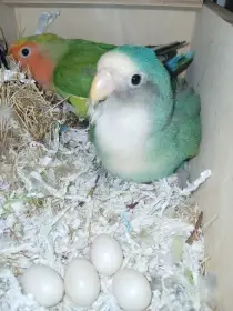 Agapornis růžohrdlý - párek - nebo samostatně