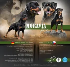 Rotvajler s PP-štěňátka