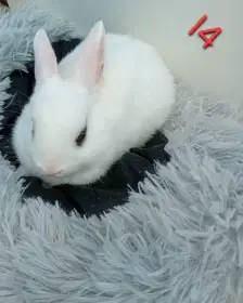 Zakrslý králíček I4