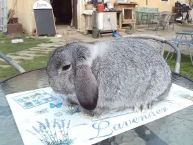 Zakrslý beran činčilový