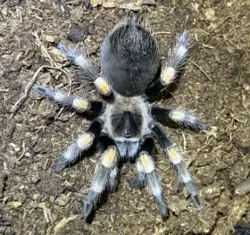 Posílám - B. hamorii, P. sp. green, A. ezendami ...