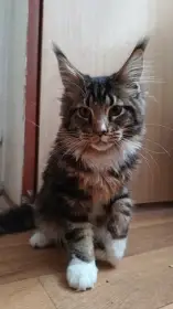 Kotě Mainské mývalí kočky