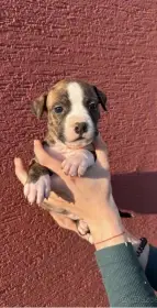 Štěňata s PP Americký staffordsirsky teriér