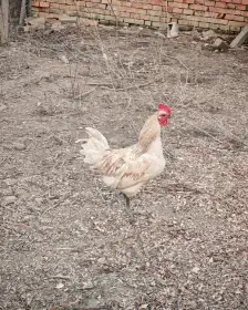 Kohout – stáří 9/2025, kříženec (otec Cemani)