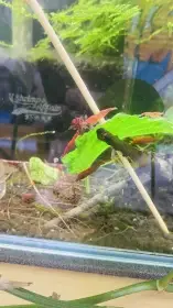 Prodám krevetky Bloody Mary