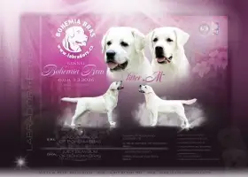 Labrador retriever – smetanová štěňátka