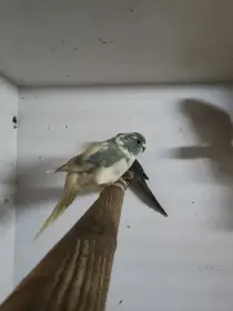 Rosela žlutohlavá, Kakariki, Pap. královský