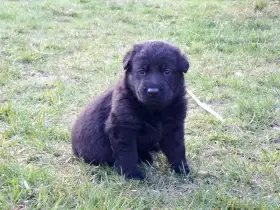 Fenka Německý ovčák s PP