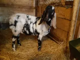 Anglonubijský kozlík 100%