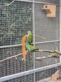 Prodám samici neofemy modrohlavé