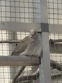 Holoubek diamantový - prodám