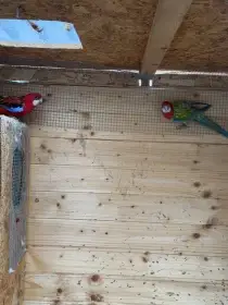 Prodám Rosela pestrá pár