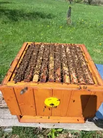 Prodám vyzimovaná včelstva ,oddělky