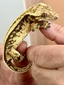 Pagekon rasnaty - samec Full Pinstripe 30g