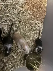 Mláďata pískomila mongolského