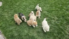 Stredoázijský pastiersky pes – šteniatka s PP z chovnej stanice Al-Azhar