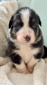 Brax Australaland - australský ovčák s PP