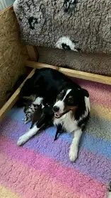 Jackie Aussieland a vrh B