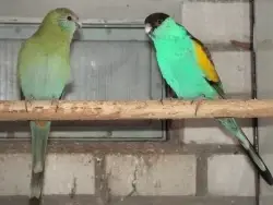 Papagáj žltokrídly(Psephotus dissimilis)