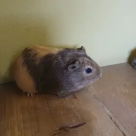 Prodám morčata-samičky