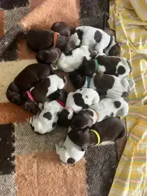 Německý krátkosrstý ohař - štěňata s PP