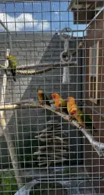 Aratinga Sluneční 2025