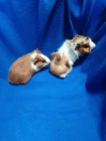 Morčátka rozeta a hladkosrstá